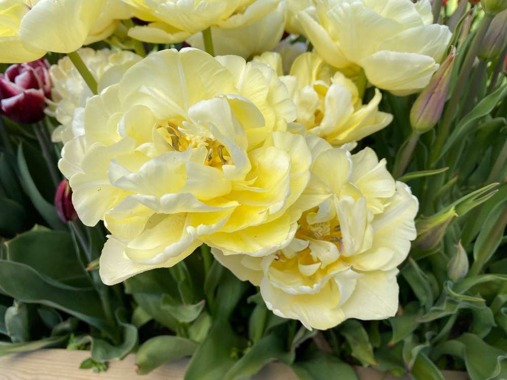 Tulipan 'Avant Garde'